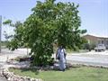 انگور دریایی